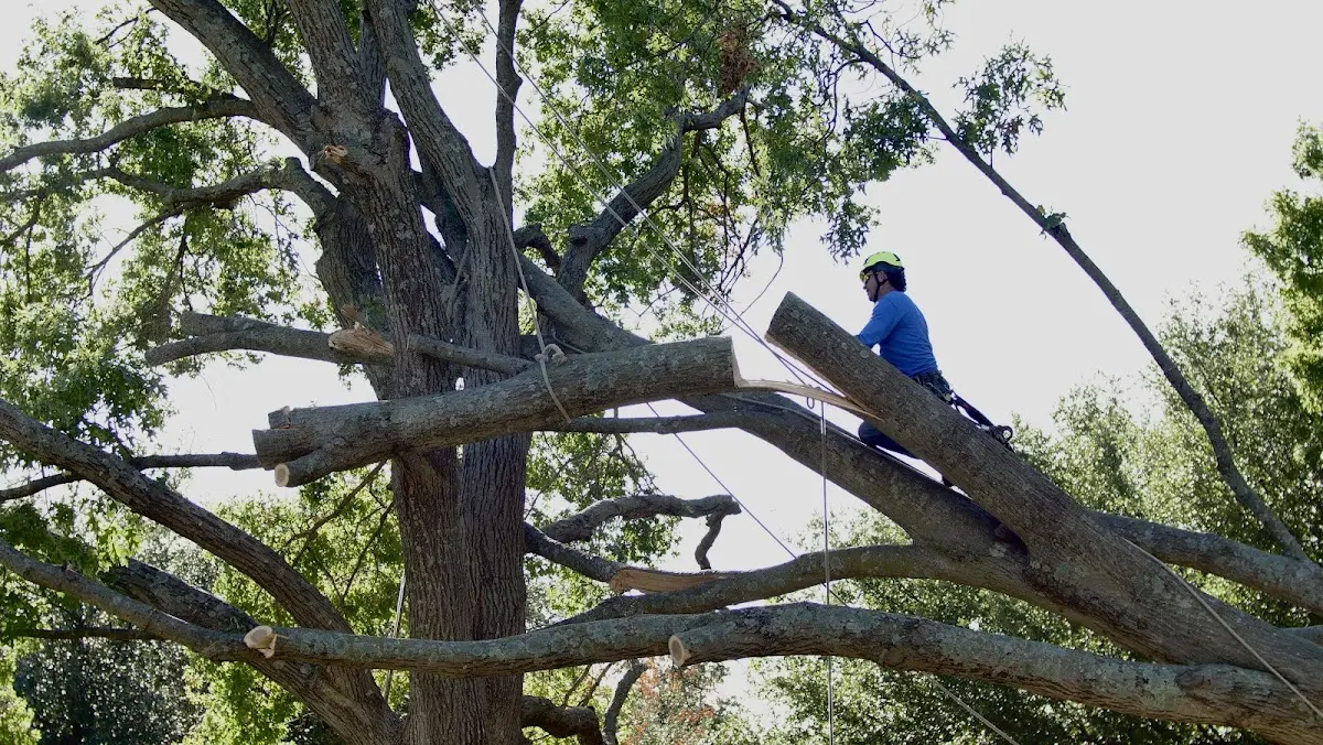 Professional Crown Thinning performed by certified arborists in Harper